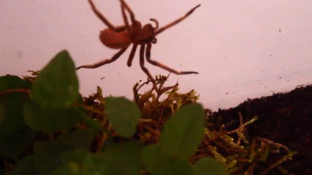 Phoneutria fera HD thriller Moment смотреть онлайн