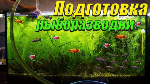Подготовка рыборазводни аквариумных рыбок к отъезду!
