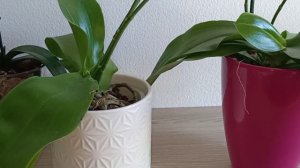 Озеро Le Broc🏔️Две с половиной Лиодоро и полКота🙃