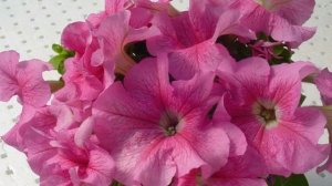 Какие цветы нужно сеять на рассаду в Феврале. Не опоздайте со сроками