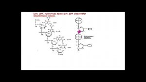3 и 5 штрих концы в молекуле ДНК