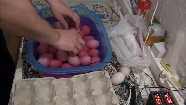 Мулард из Франции инкубируем в несушке на 104 яйца