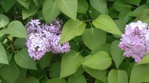 LILAS: Syringa vulgaris (www.riomoros.com)