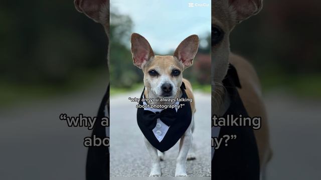 “Why are you always talking about photography” #dogphotographer #smalldogbreed