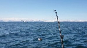 Глубоководная рыбалка на красного окуня 17.05.2019(4k).