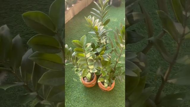 ZZ plant | Zz plant care | all about Zz plant