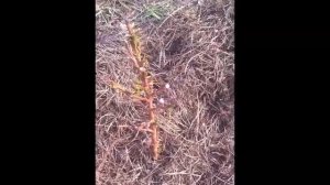 Колоновидный нектарин фантазия