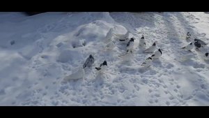 В гостях в городе Солнечногорск Армянские голуби заводчик Гаго