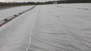 Выращивание клубники в ленобласти