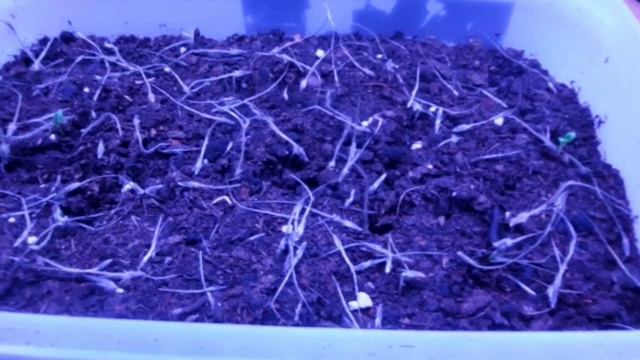 Сон-трава-посів насіння.Мої стелажі.Очікування весни. смотреть онлайн