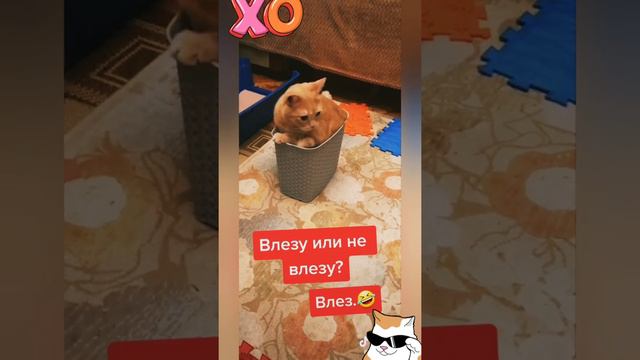 Смешные и Милые Котики 2 🐱 #приколыкоты #подборкаприколов   #лучшееtiktok
