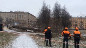 Валка деревьев, спил сложных деревьев.