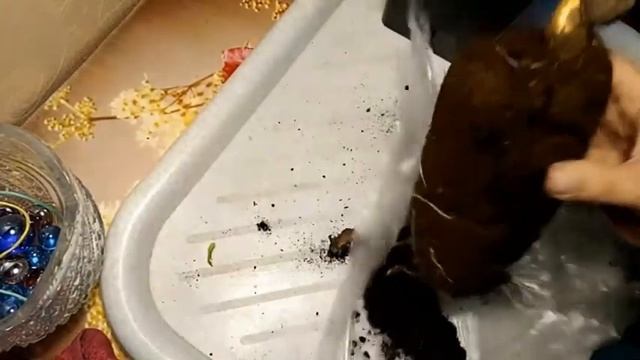 Роза. Как сохранить от покупки до посадки в грунт. смотреть онлайн