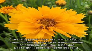 Кореопсис Санбарст — неприхотливый цветущий многолетник в вашем саду