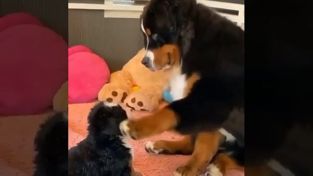 забавный щенок смотреть онлайн