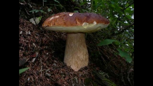 Белый гриб - Царь грибов смотреть онлайн