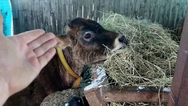 Снежное утро // Проблемы в Джерсейской породе ? смотреть онлайн