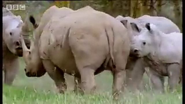 Rhinos Fucking