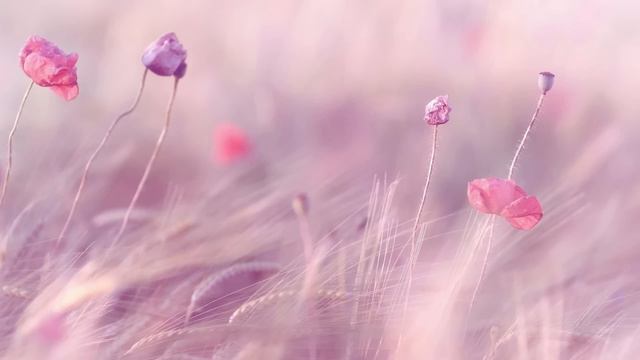 3 ЧАСА Лучшая расслабляющая музыка. Фортепиано фоновая музыка для снятия стресса, терапия, отдых смотреть онлайн