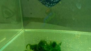 Делаем нерестовик из садовой мелкой сетки