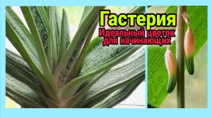 Красив и нетребователен. Приятно цветёт. Гастерия или Язык адвоката.