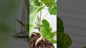 Как сделать из голой палки пышный кустик Пеларгонии.