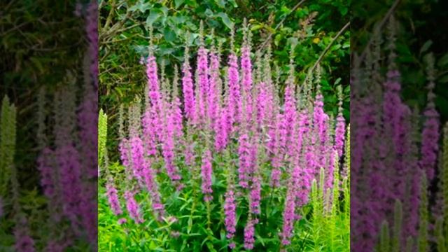 Сальвия модный цветок сада. смотреть онлайн