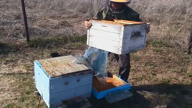 Двухматочная семья весной   Как спасти слабую семью