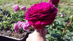 Роза Иоганн Вольфганг Фон Гёте