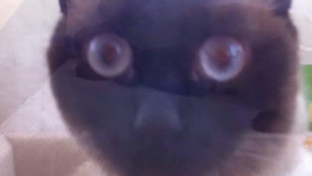 Моя кошка по имени Боня смотреть онлайн