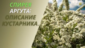Описание кустарника - Спирея Аргута.?
