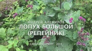 Лопух большой (репейник). Алефиров А.Н.