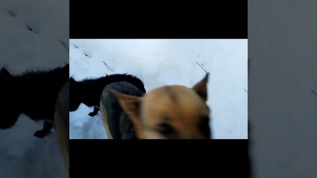 Мороз и солнце... Привет из Бобруйска. 19 декабря 2022 г. смотреть онлайн