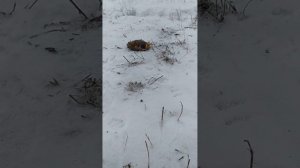 Чем кормить зимой синичек