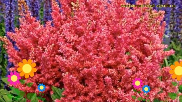 Астильба гибридная Уник Руби Ред. Краткий обзор, описание astilbe hibrida Yonique Ruby Red смотреть онлайн