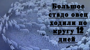 Большое стадо овец ходили по кругу 12 дней