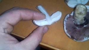 Бледная поганка - как отличить? Все секреты как не ошибиться