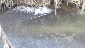 Ловим голавля зимой.