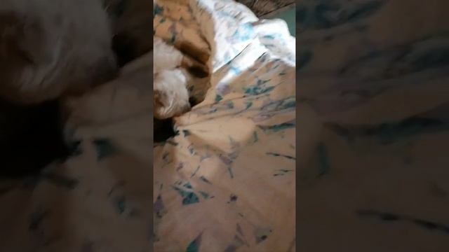Злой кот | Кот кусается
