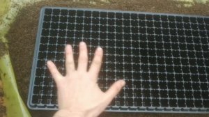 ПОСЕВ ПЕТУНИИ НА ПРОДАЖУ. НАБИВКА КАССЕТ ТОРФОМ.Хорошая торфяная смесь для посева семян в кассеты.