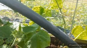 Выкинуть в Помойку 🤦🏻_♀️ Проверка Леса 🍄Сбор урожая, Посылка 📦 от Любашки для Любашки