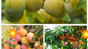 Слива обыкновенная, лекарственная. Краткий обзор, описание prunus ренклод колхозный - скороплодная