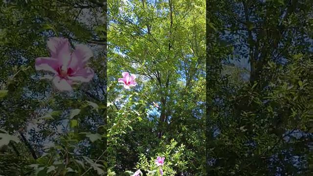 Faith and Purple Hibiscus смотреть онлайн