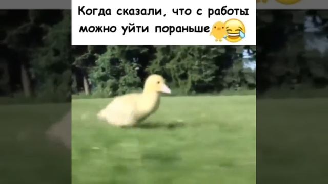 Когда сказали что с работы можно уйти пораньше смотреть онлайн