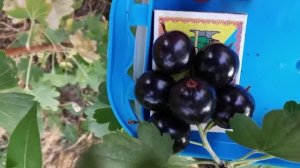 Смородина золотистая крупнее вишни  #кислыеудобрения