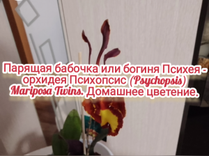 Орхидея психопсис Mariposa Twins - Парящая бабочка или богиня Психея. Домашнее цветение.