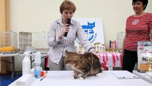 Сибирский кот