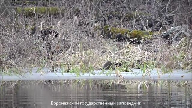 Воронежский заповедник. Американская норка смотреть онлайн