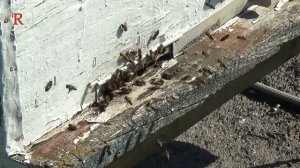 Пчеловодство как бизнес. С чего начать.