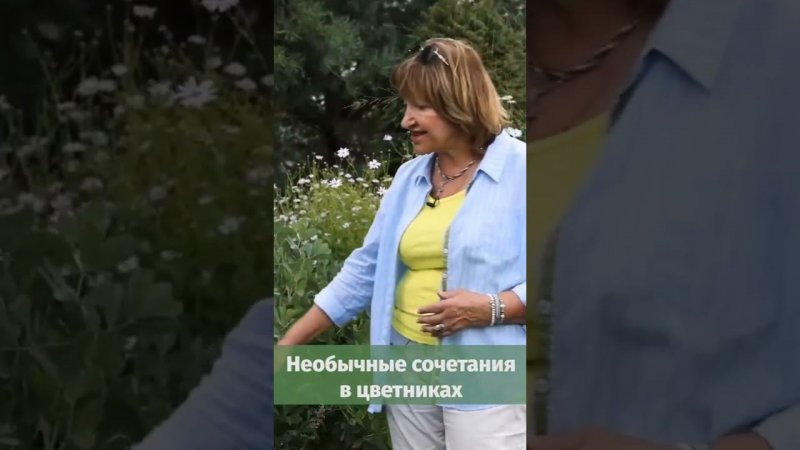 Необычные сочетания в цветниках